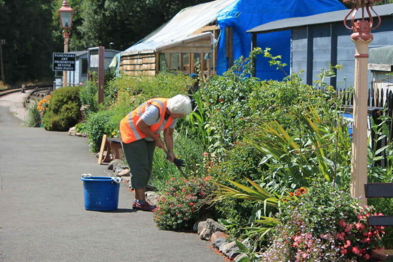 A member of our volunteer gardening team tends the flower beds at Staverton Station